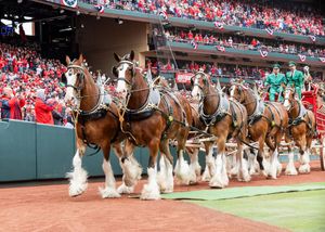 Image post by @BudweiserClydesdale on Facebook