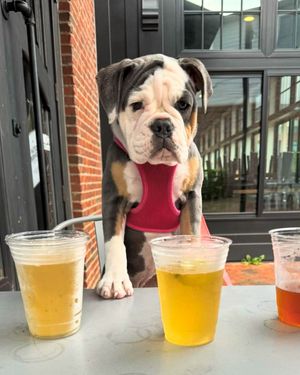 Image post by @reconbrewing on Instagram