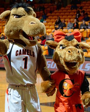 Image post by @gocamels on Instagram
