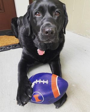 Image post by @illiniathletics on Instagram