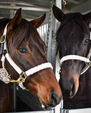 Image post by @myracehorse_ on Instagram