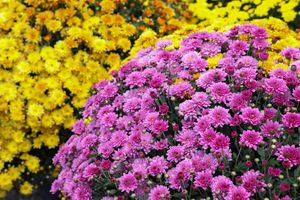 Image post by @rogersgardens on Instagram