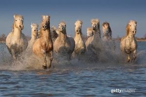 Image post by @gettyimages on Instagram