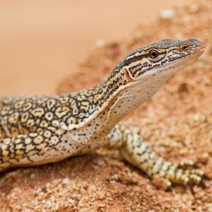 Image post by @animalplanet on Instagram