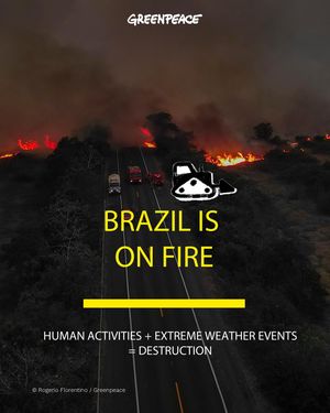 Image post by @greenpeace on Instagram