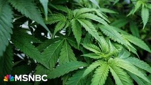 Video post by @msnbc on YouTube