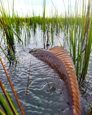 Image post by @toadfishoutfitters on Instagram