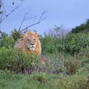 Image post by @animalplanet on Instagram