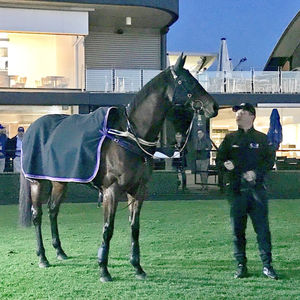 Image post by @australianturfclub on Instagram
