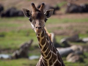 Image post by @animalplanet on Instagram