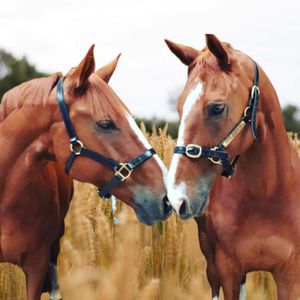 Image post by @snaffle_it on Instagram