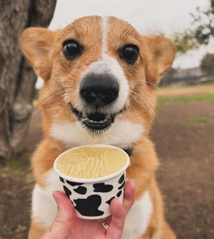 Image post by @ziggy_thecorg on Instagram