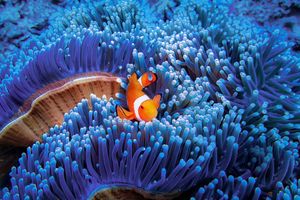 Image post by @Discovery on Twitter