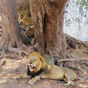 Image post by @chiawasafaris on Instagram