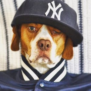 Image post by @bronxpinstripes on Instagram