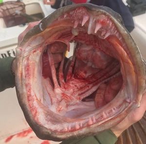 Image post by @meateater on Instagram