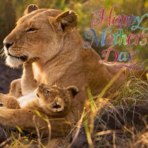 Image post by @smlions on Instagram