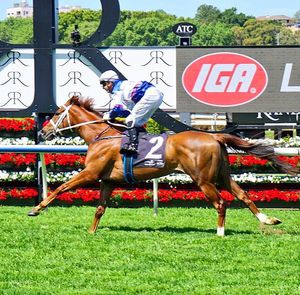Image post by @australianturfclub on Instagram