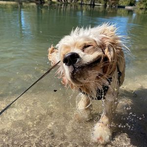 Image post by @nulopetfood on Instagram