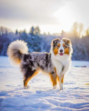 Image post by @evolvepetfood on Instagram
