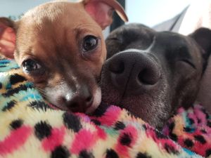 Image post by @DiamondPetFood on Twitter