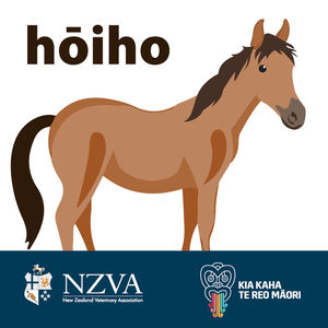 Image post by @NZHorseAmbulanceTrust on Facebook