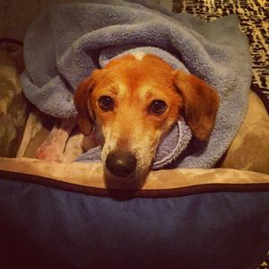 Image post by @laraleatrump on Instagram