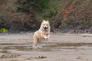 Image post by @triumphpetfood on Instagram