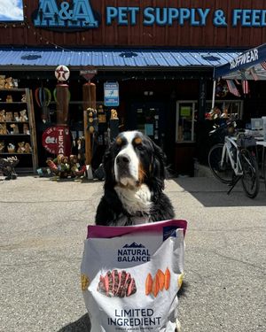 Image post by @officialsnowdog on Instagram