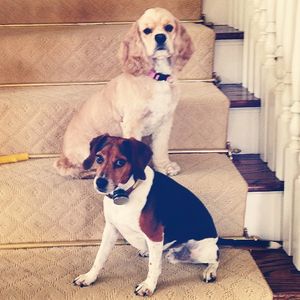 Image post by @laraleatrump on Instagram