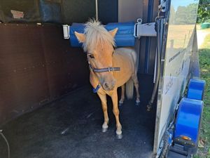 Image post by @NZHorseAmbulanceTrust on Facebook
