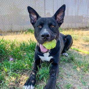 Image post by @spokhumanesoc on Instagram