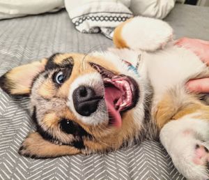 Image post by @evolvepetfood on Instagram