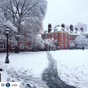 Image post by @yalevolleyball on Instagram