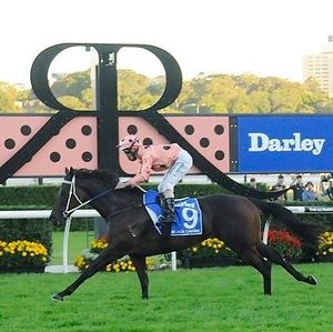 Image post by @australianturfclub on Instagram
