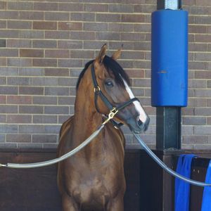 Image post by @australianturfclub on Instagram