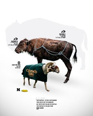 Image post by @cubuffs on Twitter