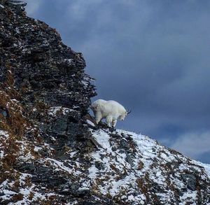 Image post by @meateater on Instagram
