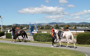 Image post by @NZHorseAmbulanceTrust on Facebook