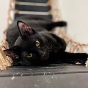 Image post by @spokhumanesoc on Instagram