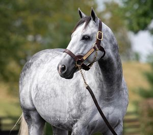 Image post by @thoroughbred_daily_news on Instagram