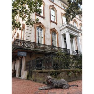 Image post by @thesavannahwolfhound on Instagram