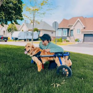 Image post by @walkinpets on Instagram