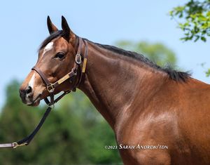 Image post by @thoroughbred_daily_news on Instagram