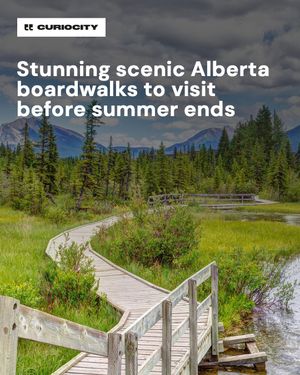 Image post by @curiocitycalgary on Instagram