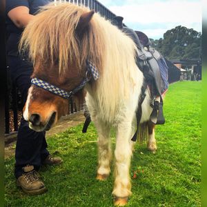 Image post by @australianturfclub on Instagram