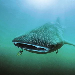 Image post by @discovery on Instagram
