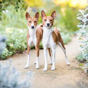 Image post by @animalplanet on Instagram
