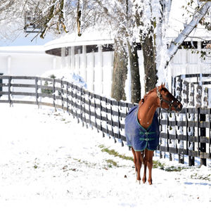 Image post by @spendthriftfarm on Instagram