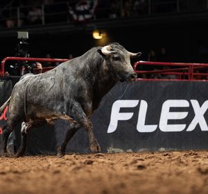 Image post by @bullfightersonly on Instagram